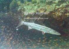 Barracuda and Small Fish.jpg